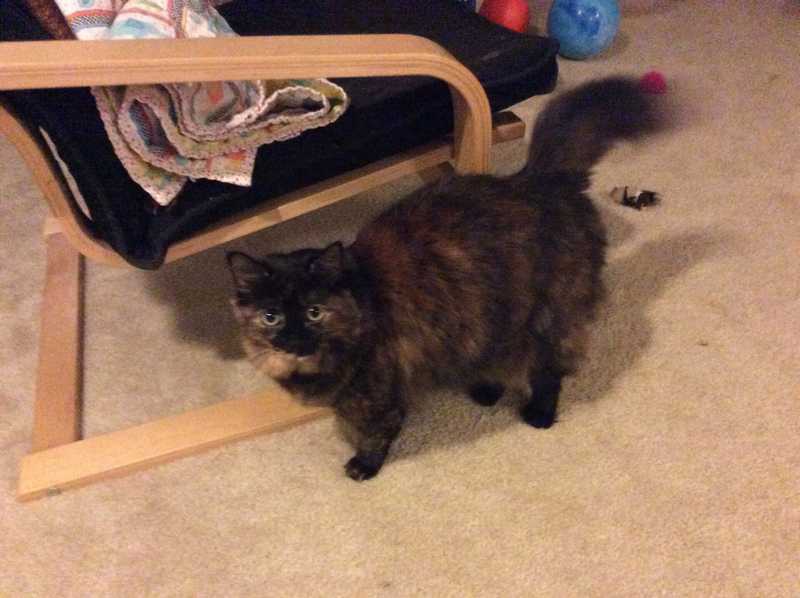 Pepper — Pet sitting Services in Bellevue, WA