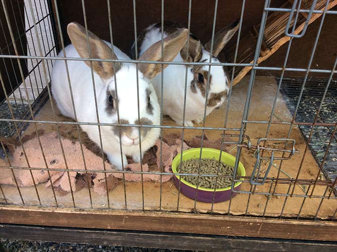 Hip and Hop — Affordable Pet Sitting in Bellevue, WA Hip and Hop — Affordable Pet Sitting in Bellevue, WA