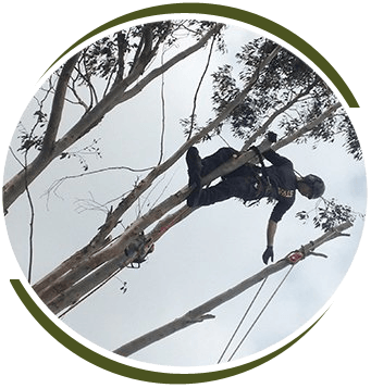 Tree maintenance
