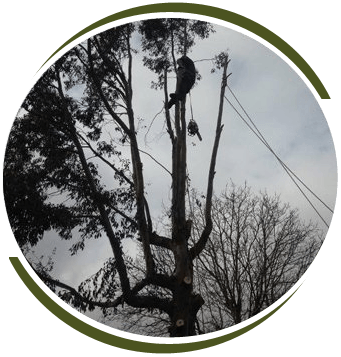 tree cutting