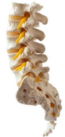 Adjustments — Lumbar Spine Model in Wenatchee, WA Adjustments — Lumbar Spine Model in Wenatchee, WA