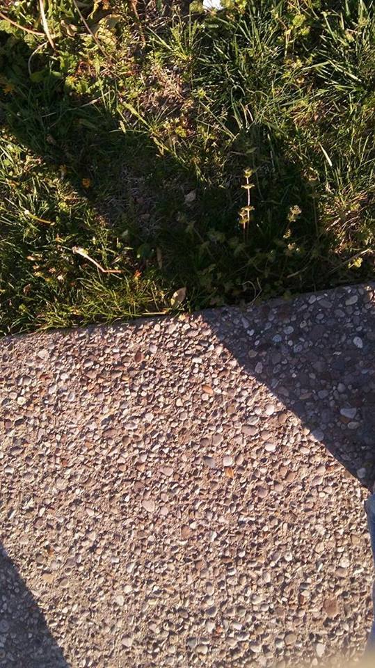 Sidewalk — Gravel Sidewalk with Human Shadow in Louisville, KY
