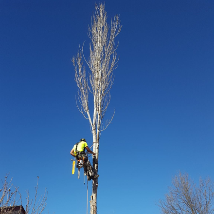 Worker in a safety harness trimming a tall tree against a clear blue sky