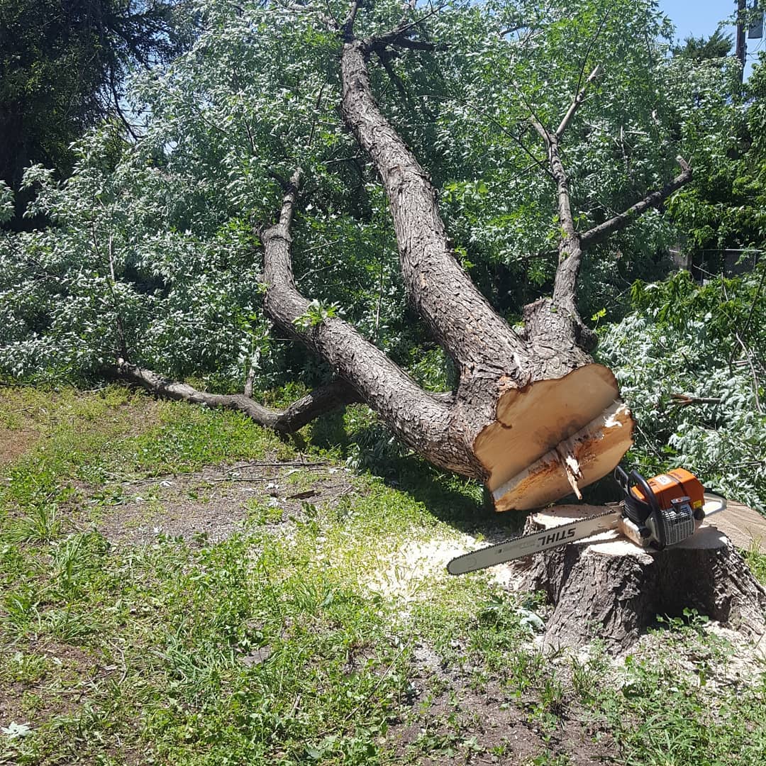Freshly cut tree trunk and branches lying in a grassy orchard beside a chainsaw stump