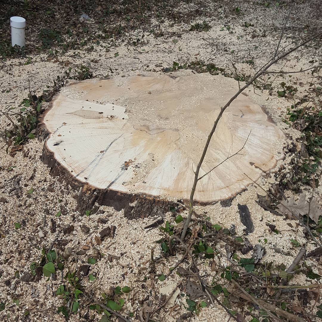 Freshly cut tree stump in sandy ground, with a thin branch crossing it and a white pipe nearby.
