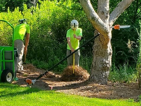 Two workers trimming around a large tree in a leafy yard, using a string trimmer and a wheelbarrow.