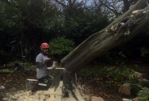 tree surgeons