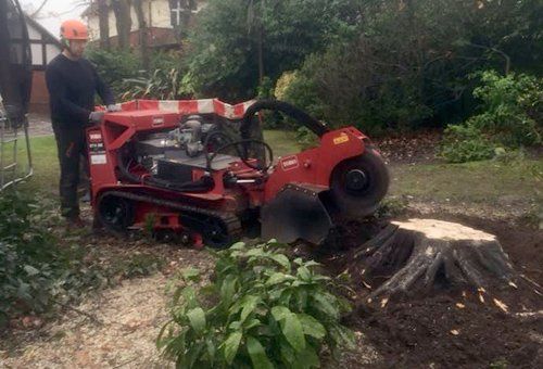 stump removal services
