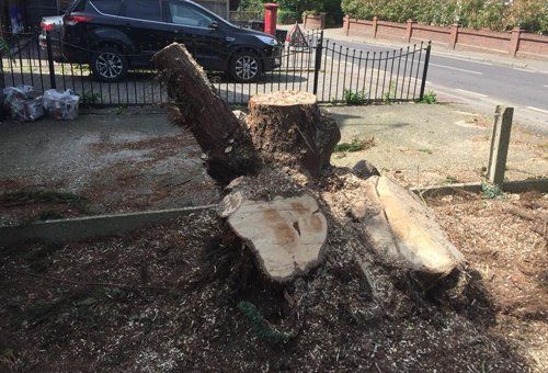 stump grinding services