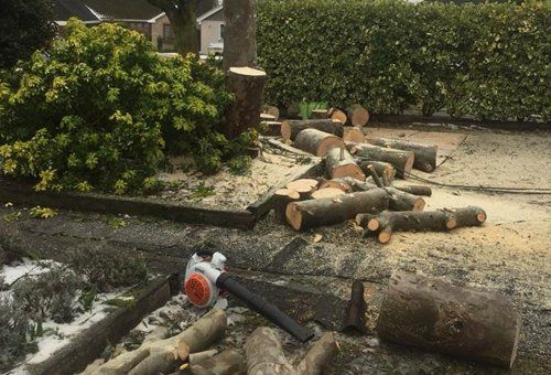Cutting down trees