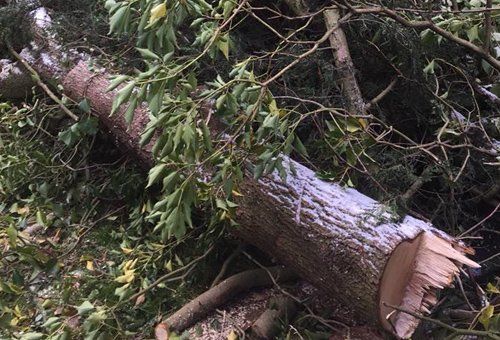 Tree branch removal