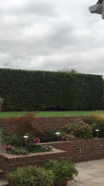 Hedge