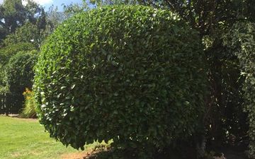 Hedge trimming