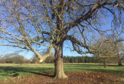 Formative pruning
