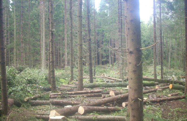 ama forest