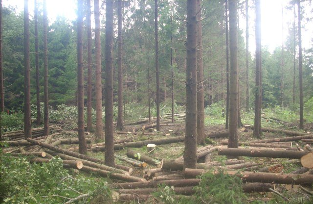 ama forest
