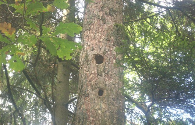 ama forest