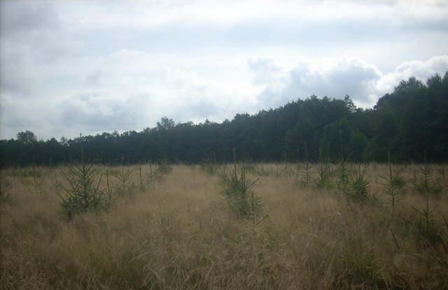 ama forest