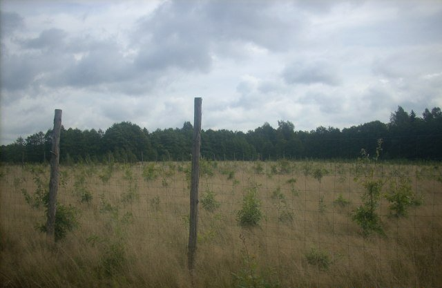 ama forest
