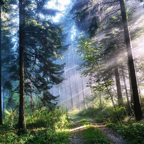 ama forest