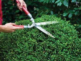 Hedge cutting - Bury, Lancashire - J Wosser Landscaping & Driveways - Hedge Hedge cutting - Bury, Lancashire - J Wosser Landscaping & Driveways - Hedge