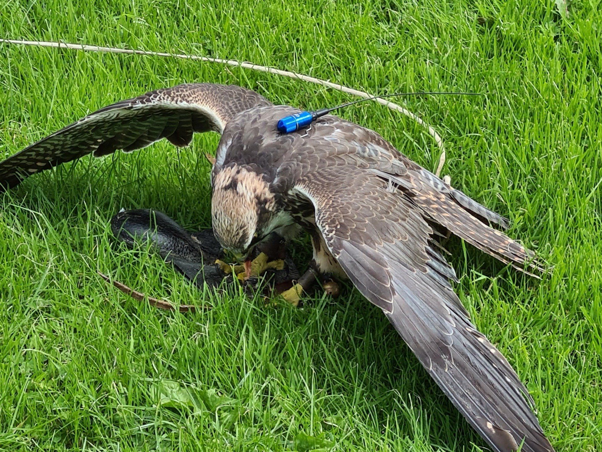 A hawk with its prey