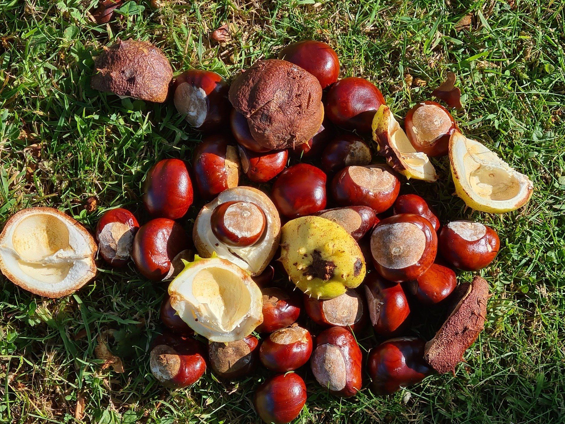 conkers and their shells