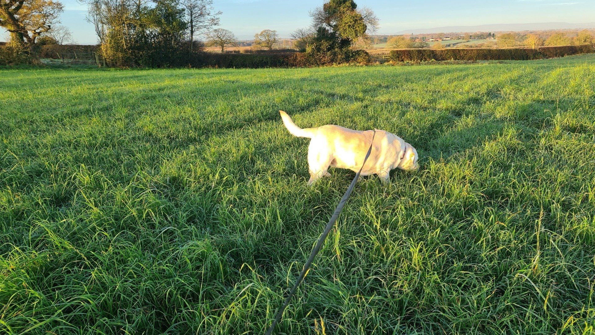 dog in a field sniffing