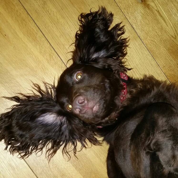 Black spaniel rolling on the floor