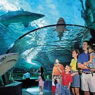 Sharks in a water tank