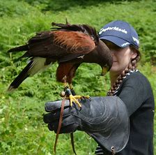 A lady in a blue baseball cap with a hawk on her arm