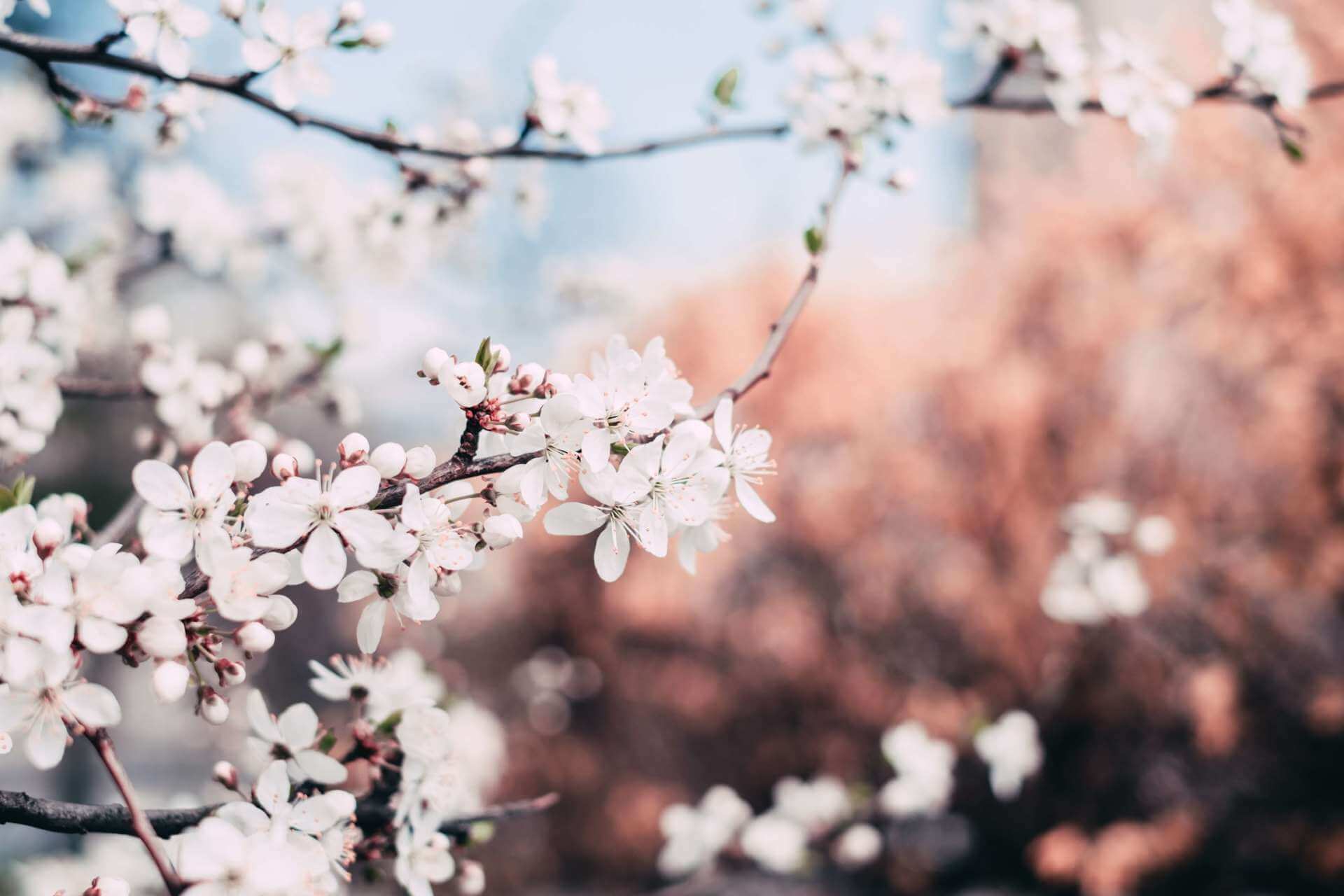 flowers in tree at aftercare services office