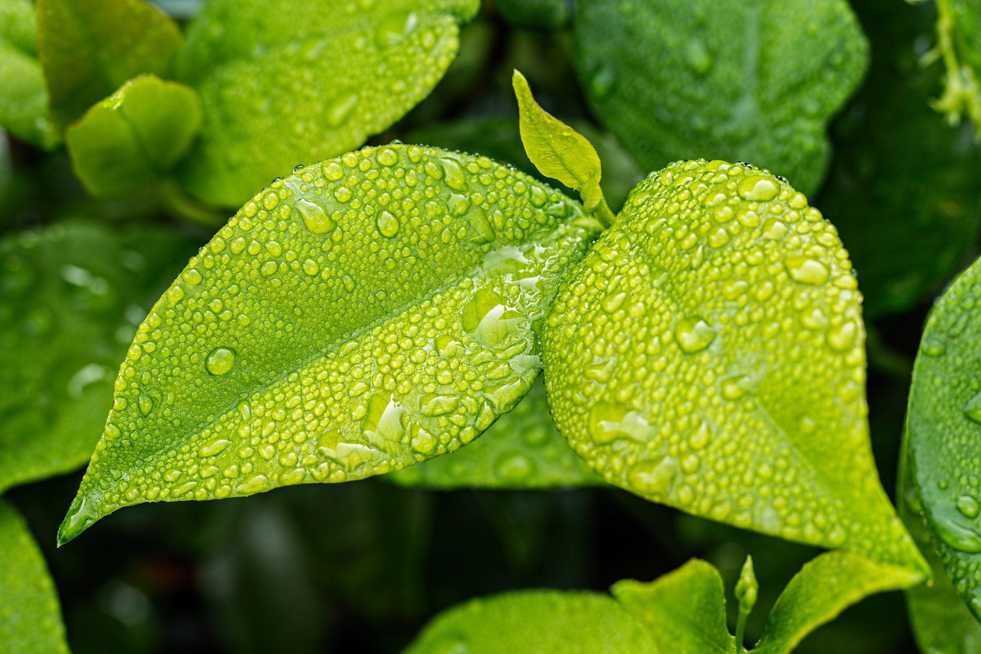 green burial funeral service in st catharines