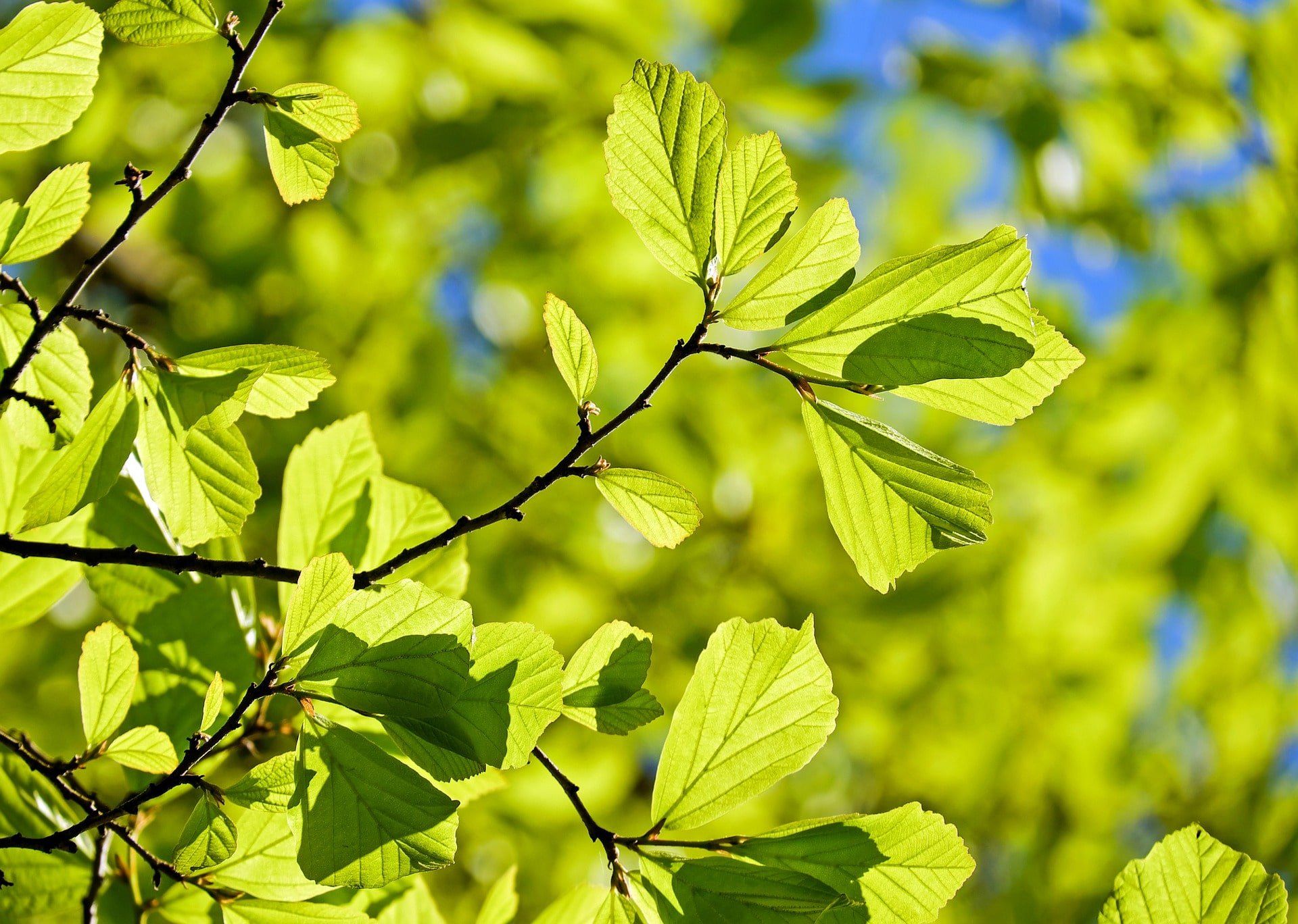 natural burial services in st catharines