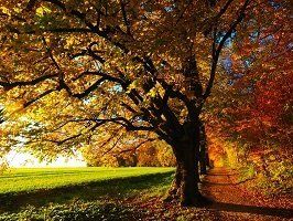 funeral services in st catharines on