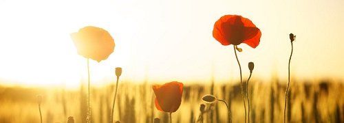 funeral planning services sunset