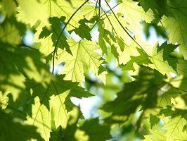 st catharines funeral home leaves