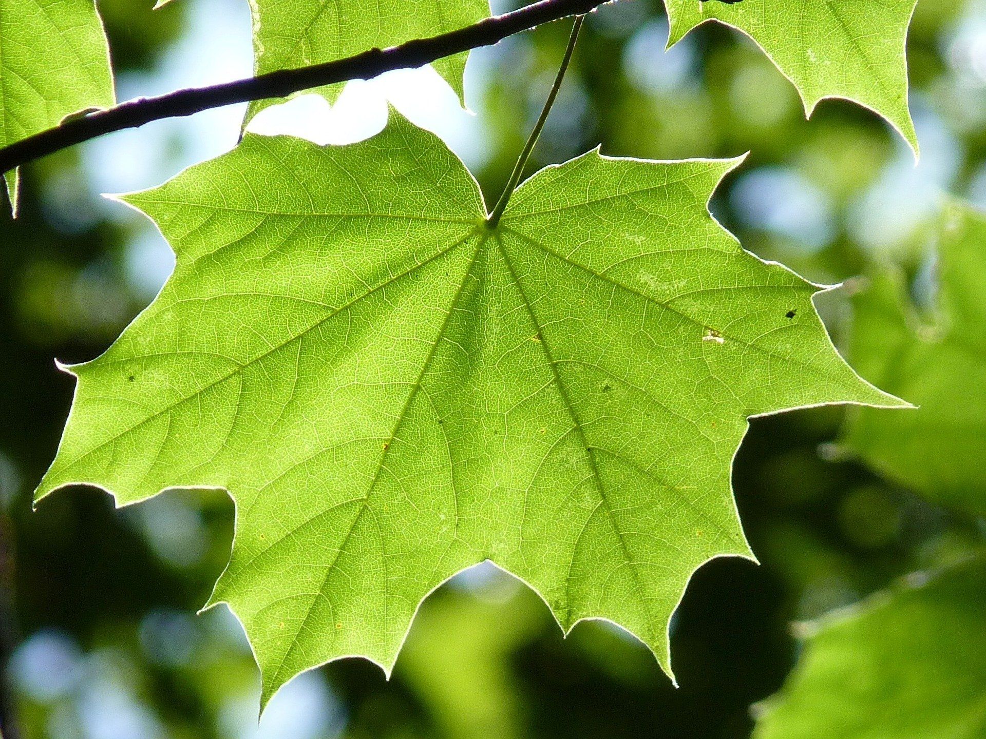 st catharines ontario green burial funeral services