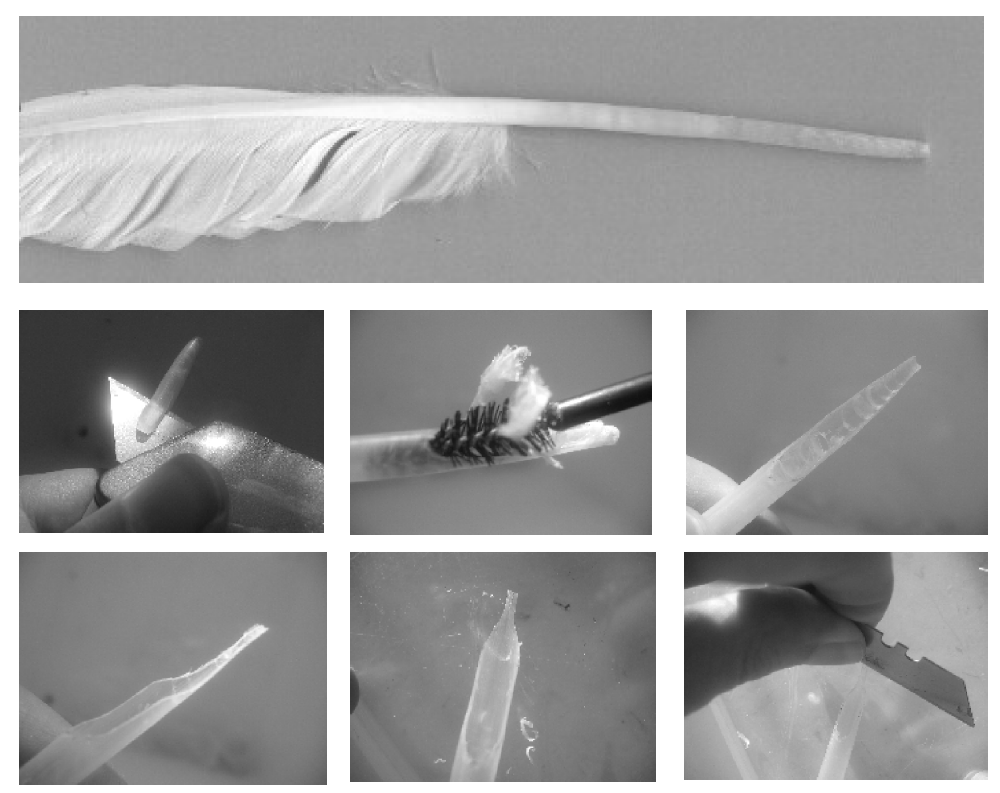 Stages of cutting a quill