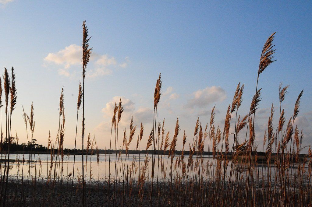 Seagrass
