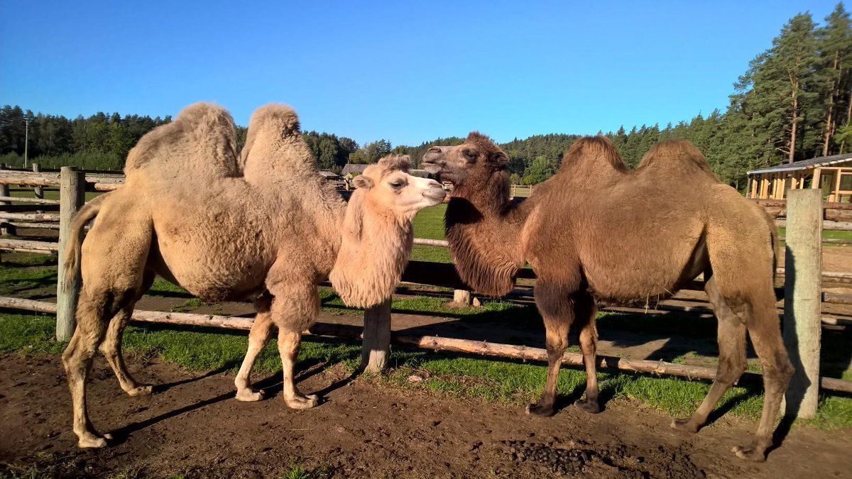 Raksi Zoo