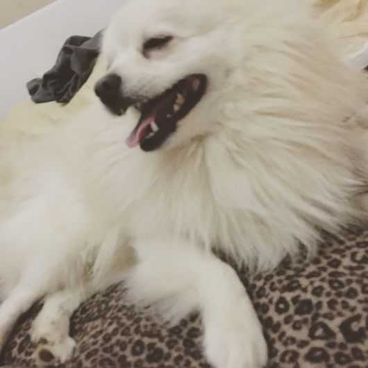 PawsitivelyDivine Banbury Dog Grooming