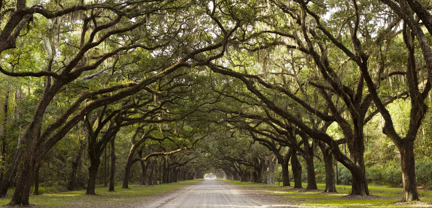 trees in savannah