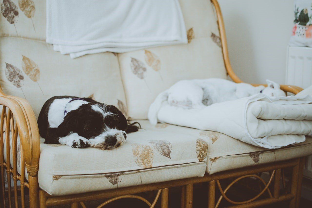 Dog Sleeping On A Couch — Fishers, IN — Smith-Mathis Inc.