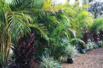 large leafy plants