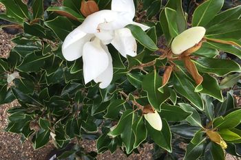 white flower bush