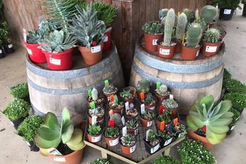 cactus and succulents