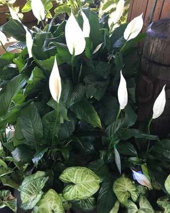 white flowers