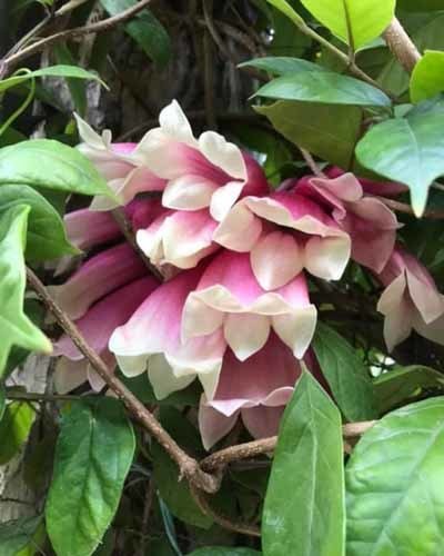 pink flowers