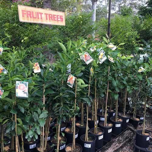 fruit trees